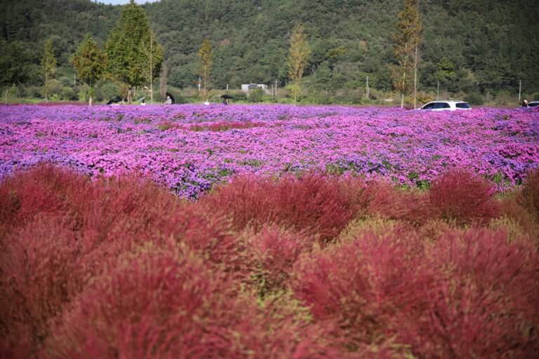 의령 친수공원 가을꽃 (댑사리&middot;아스타&middot;천일홍&middot;갈대) 여행가이드 사진