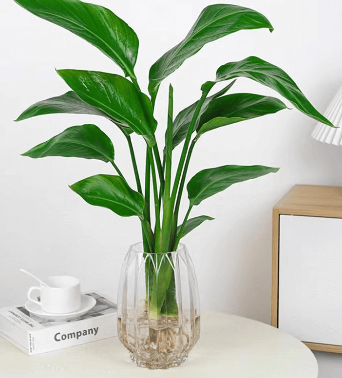 극락조 여인초 키우기 꽃말 물주기