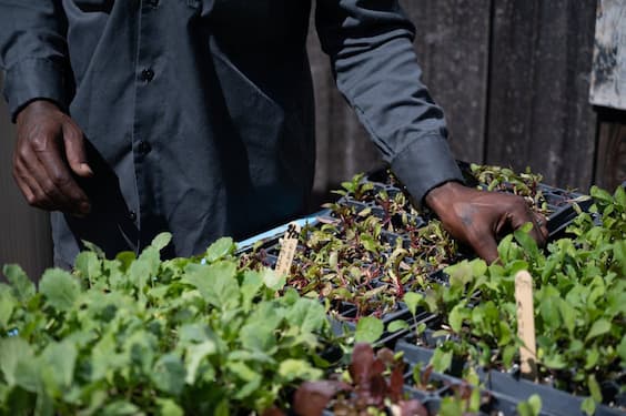 봄철 실내 채소 가드닝 – 영양 가득한 시금치, 실내에서 기르기