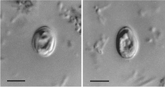 고양이 원충성 질병 근육병증 원인불명