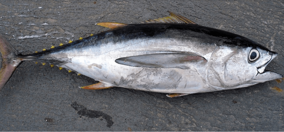 셀레늄이 많은 음식 참치 한 마리가 놓여 있다
