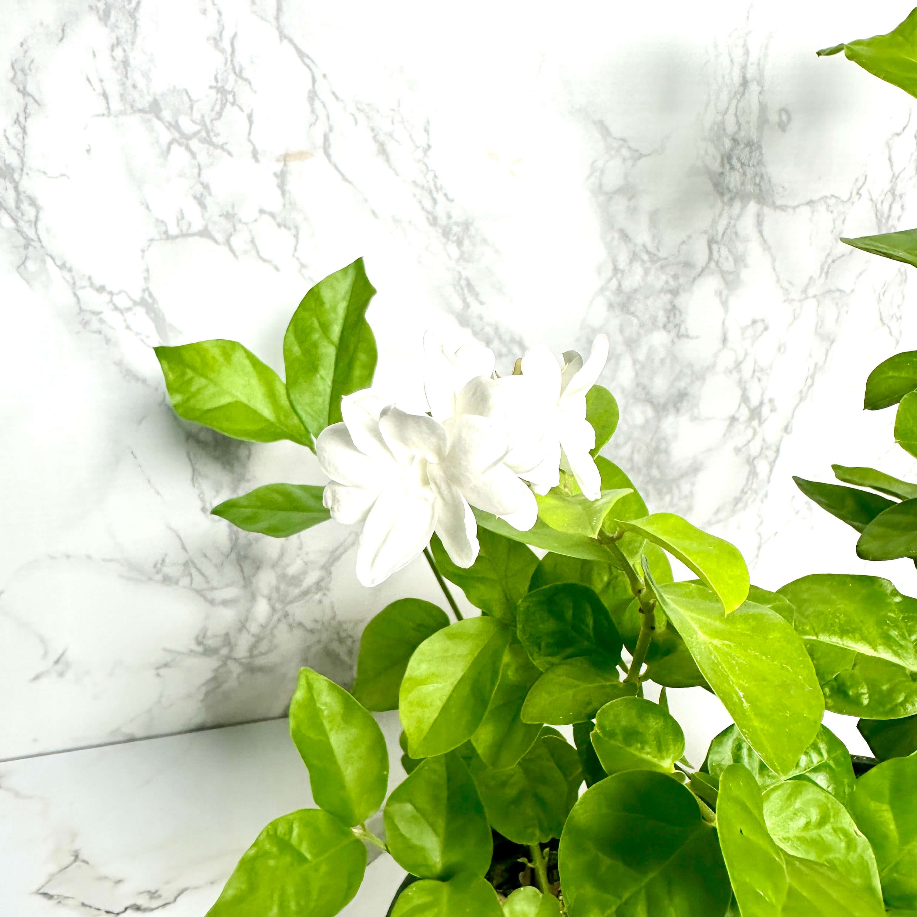 아라비안 자스민 키우기