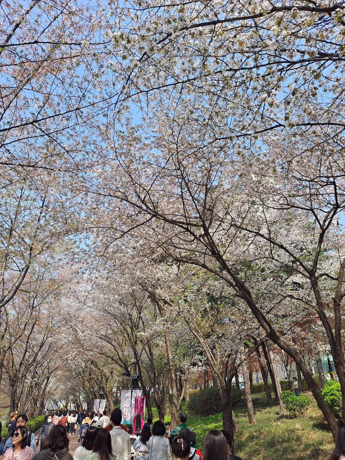 아직은 꽃잎이 만발하다
