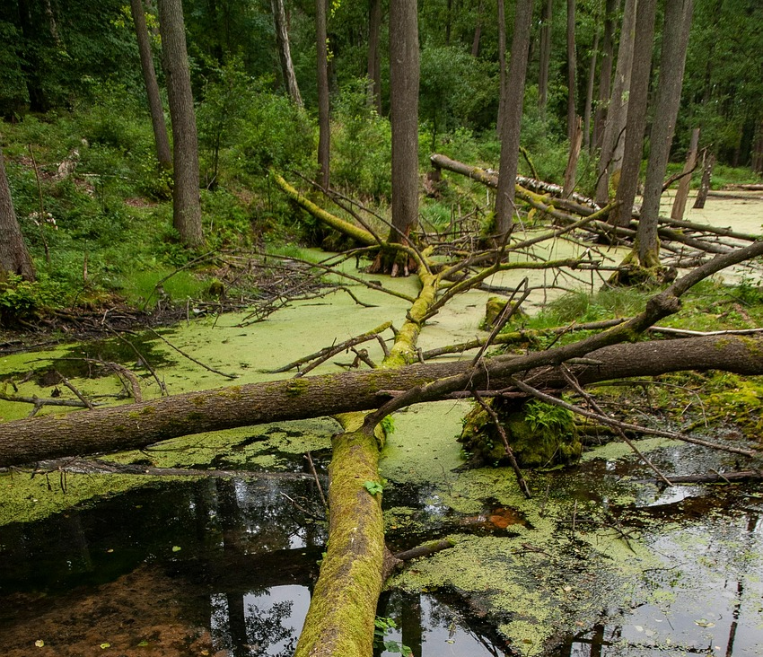 람사르협약이 지킨 생명 한국의 보물 습지 25곳!