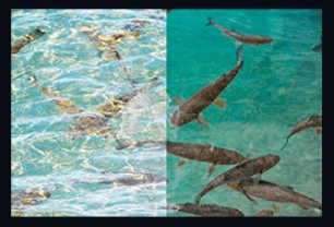 편광선글라스 착용 전후 비교, 물속 물고기가 선명하게 보이는 모습