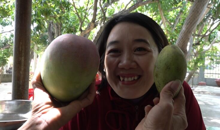 EBS &lsquo;극한직업&rsquo; 대왕 망고 구매하기 