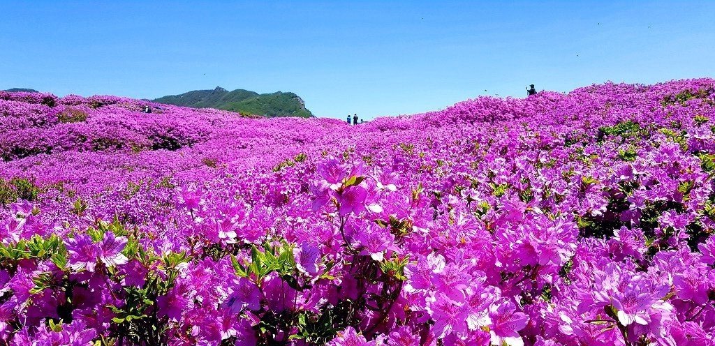 합천 황매산 봄 철쭉