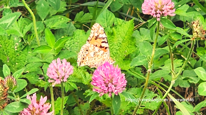 작은 멋쟁이 나비(painted lady butterfly)