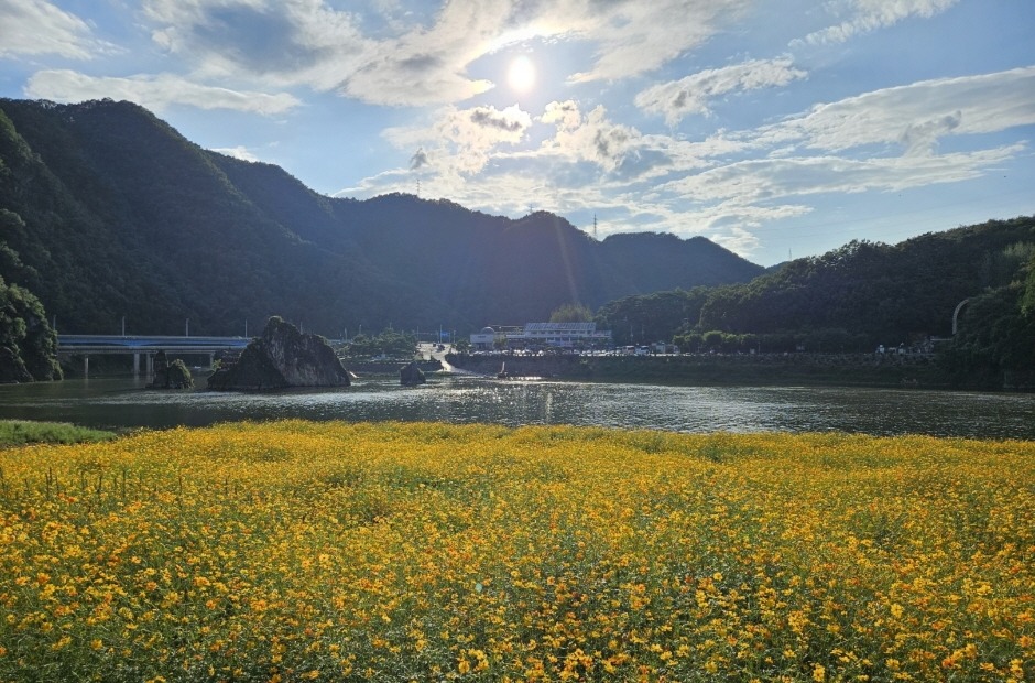 단양 도담정원 황화 코스모스