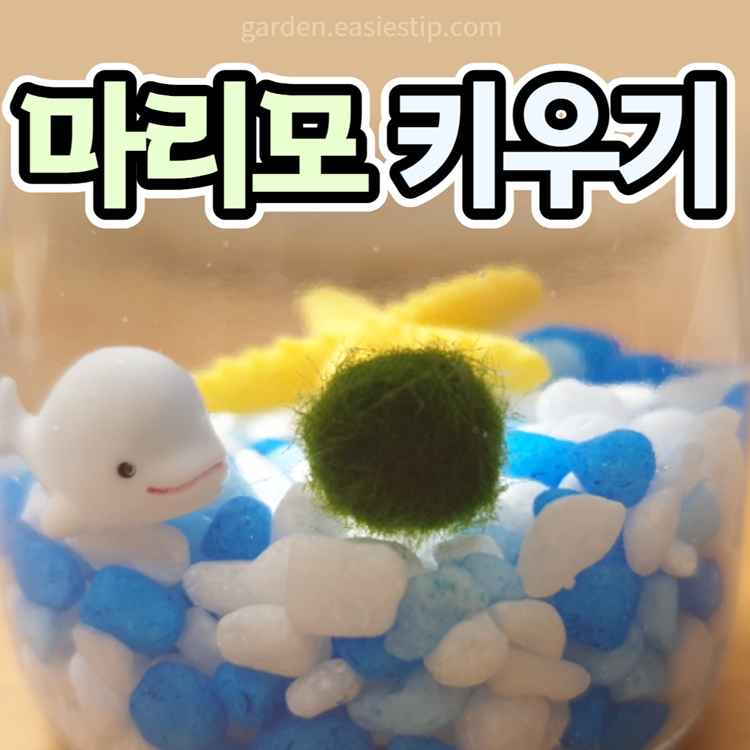마리모 키우기