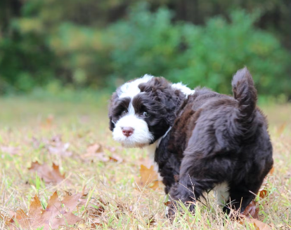 강아지 엉덩이