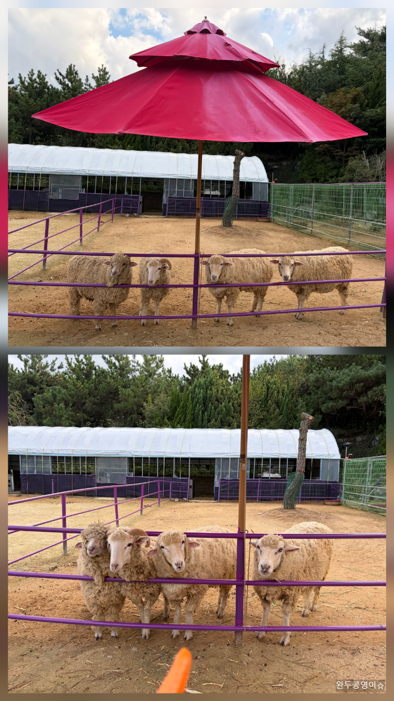 먹이를 기다리고 바라보고 있는 양들 모습