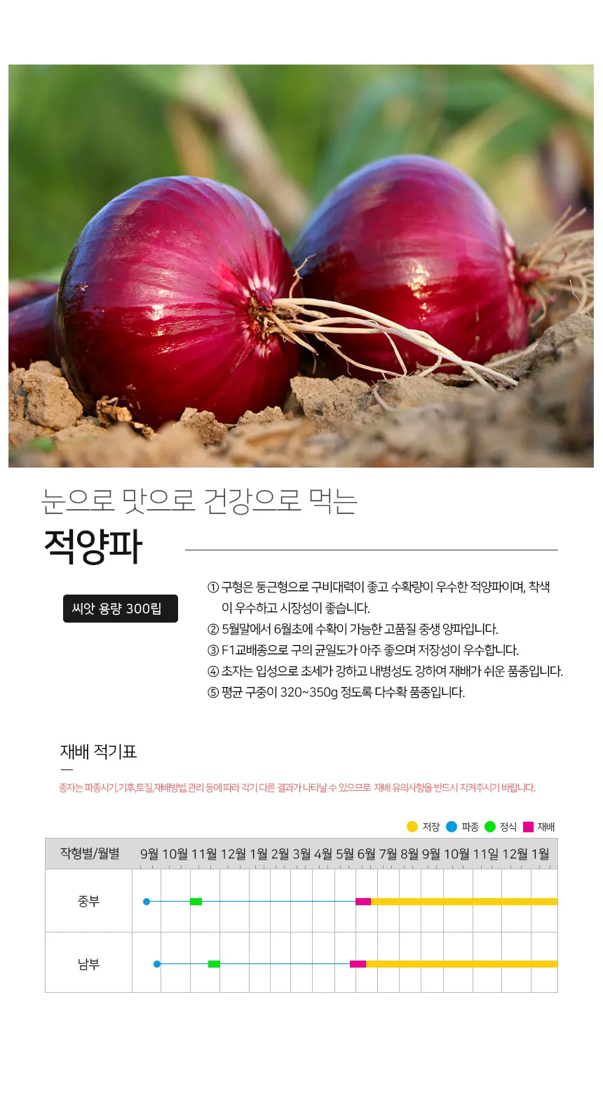 적양파 재배 모종 심기 재식 거리 질소 과다 주의_1