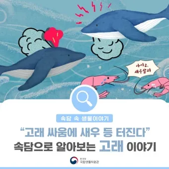 고래 싸움에 새우등 터진다 뜻과 속담 영어 표현 안내집_4