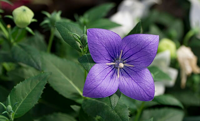 예쁜-보라색의-도라지-꽃