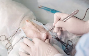 강아지 중성화 수술/출처:어도비스톡