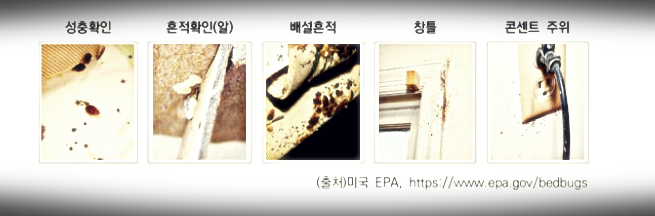빈대 발견 대처법