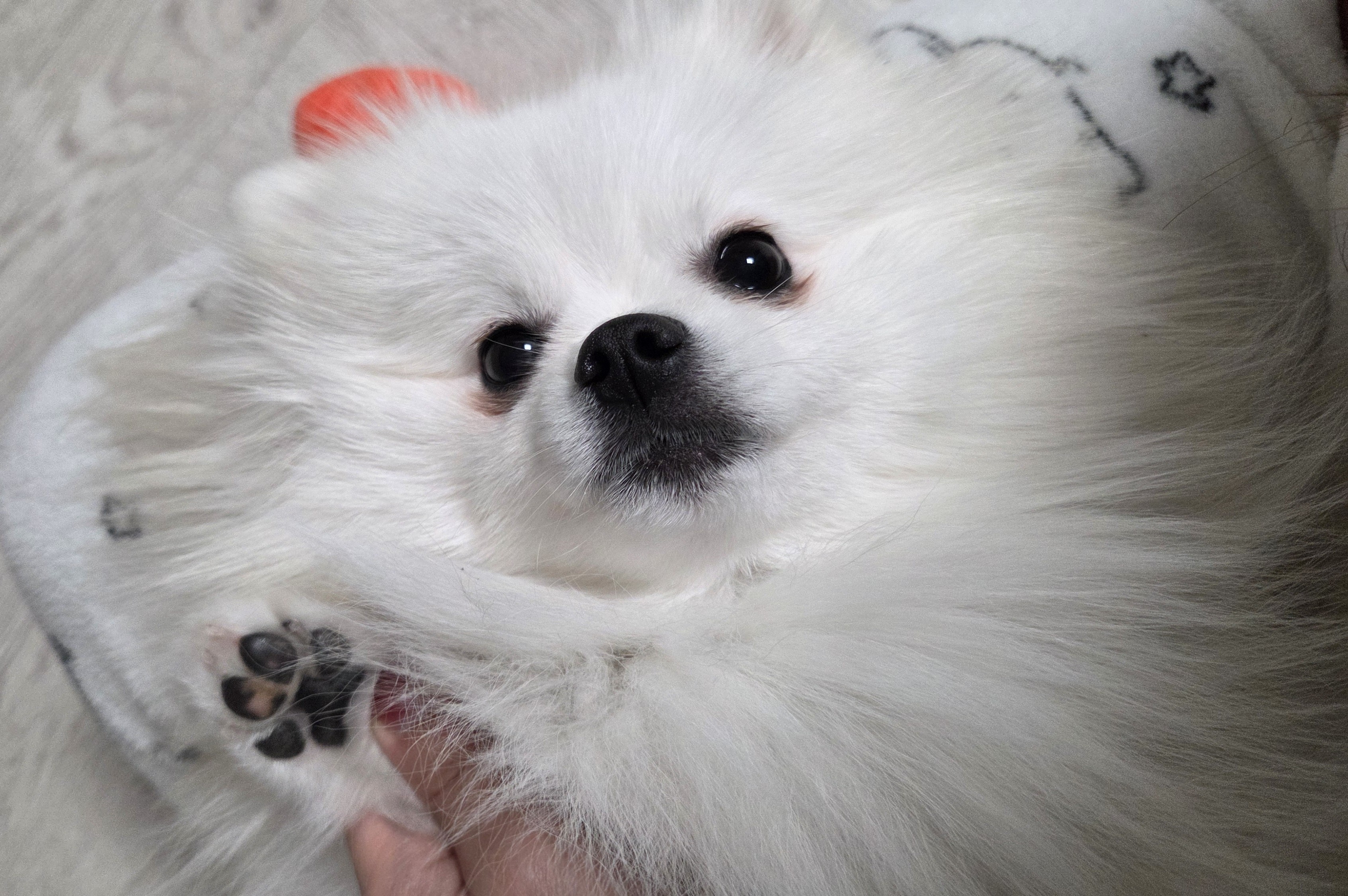 발바닥 털 정리 중인 하콩