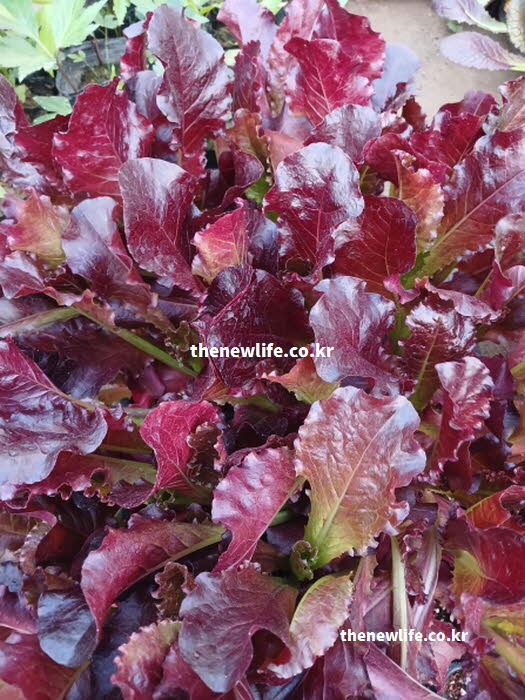 쌈이나 샐러드 요리에 활용되며 비타민과 락투카리움 성분이 풍부한 상추
