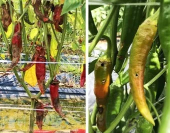 농사 병해충 예방법 진딧물 응애 노균병 탄저병 대처_8