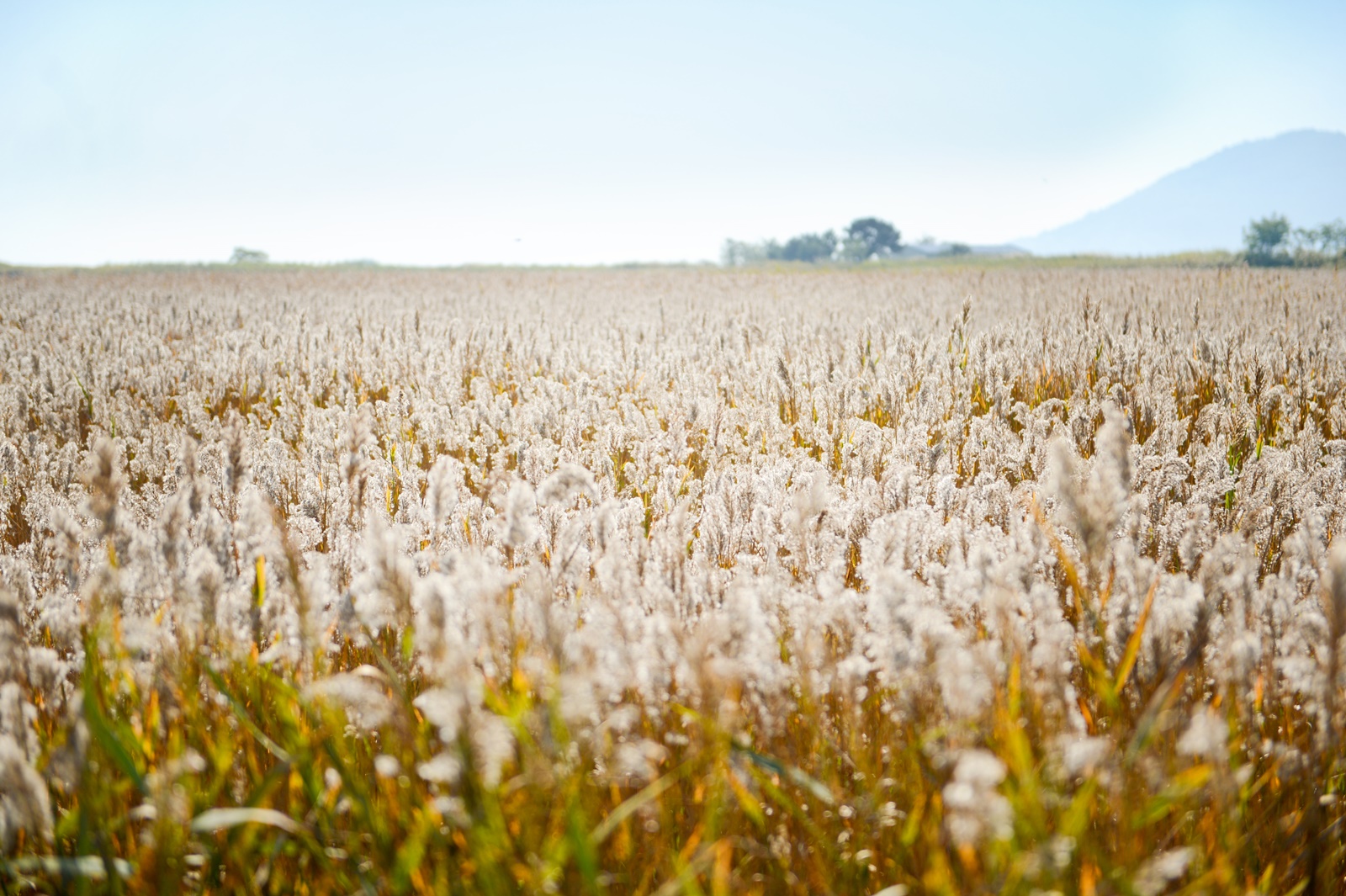 대한민국 구석구석 (가을 여행 할인 혜택)