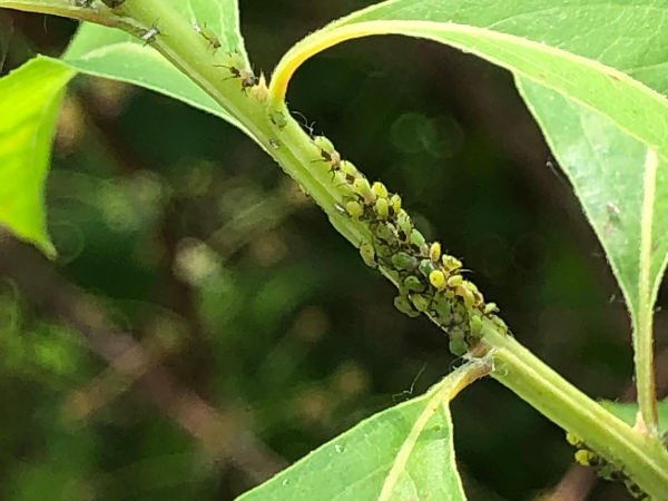 조팝나무진딧물