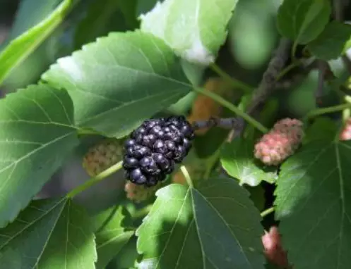 당뇨에-좋은-음식-건강