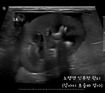 노령견 신부전2기 자연식 화식 레시피 건강식_8