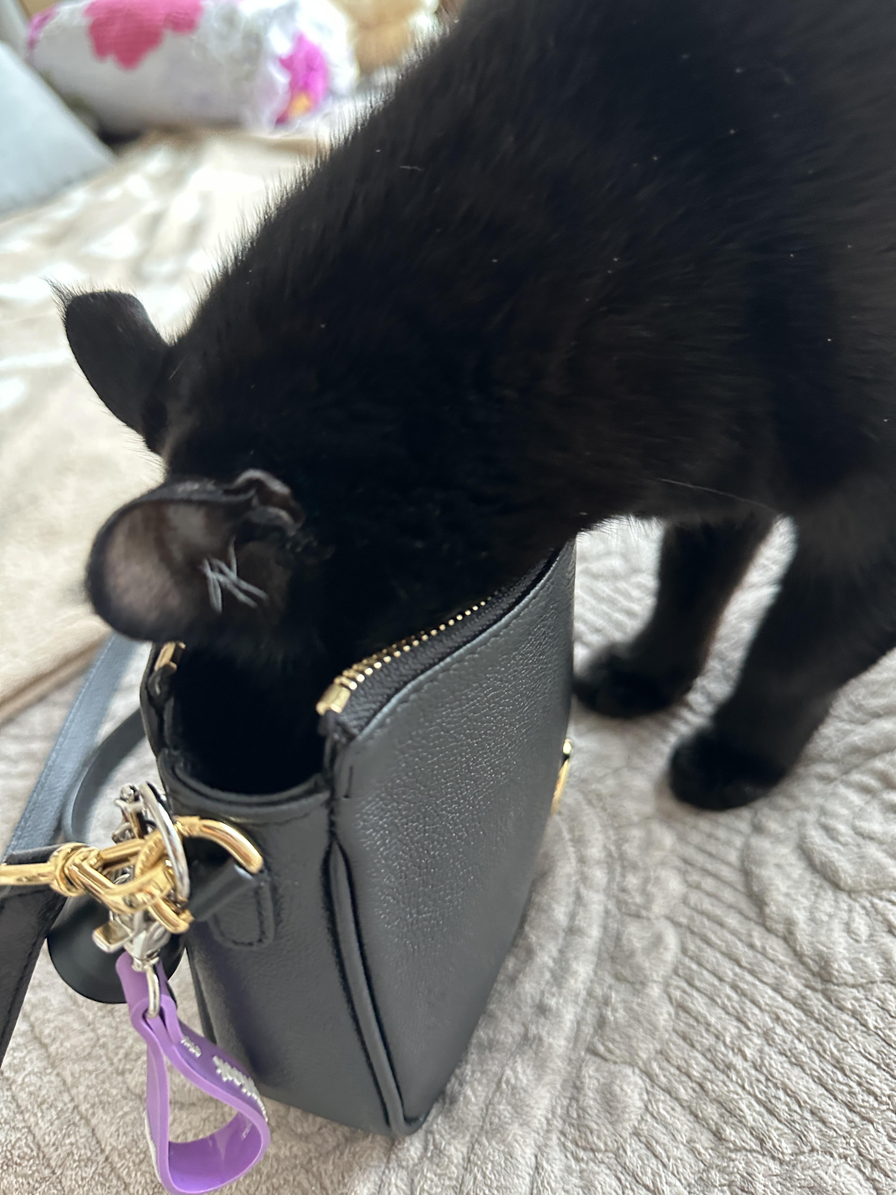 엄마_가방_뒤지는_고양이_건이