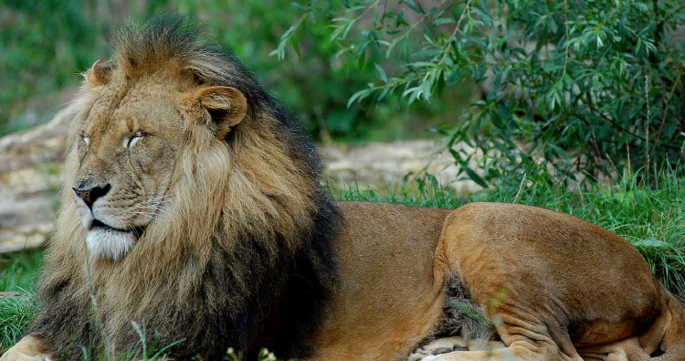 아침고요 동물원