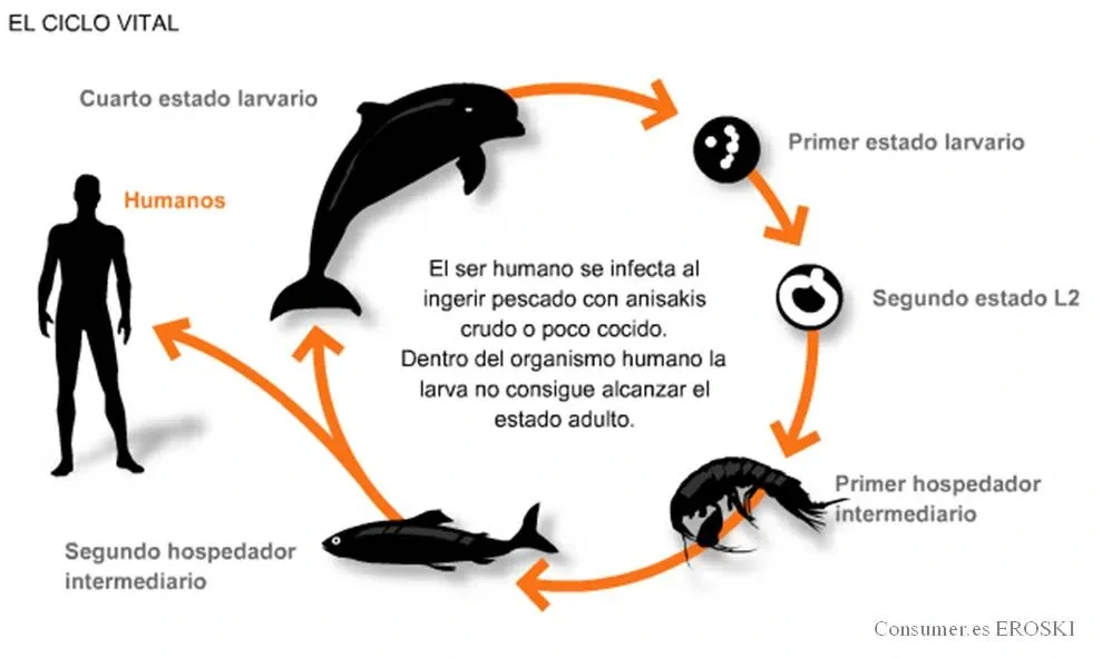 🔥[고등어 기생충 아니사키스], 70% 감염? 안전하게 먹는 법 총정리