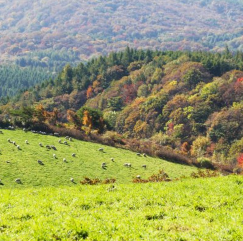대관령양떼목장 초원