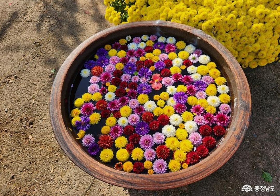 태안 국화축제