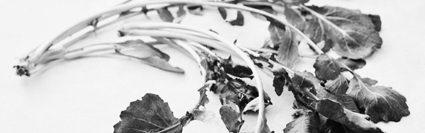 루꼴라 키우기, 루꼴라 효능 (모종, 씨앗, 수확, 맛, 벌레, 물주기)