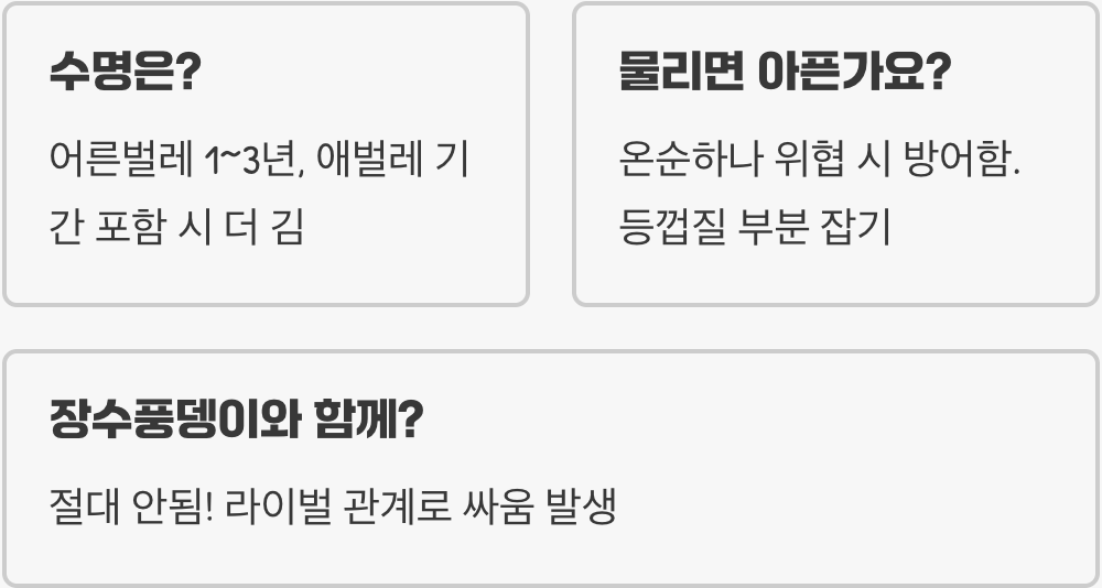 사슴벌레 키우기 방법부터 먹이, 사육장 세팅까지 완벽 가이드