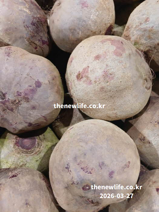 비트 효능 해독 작용 베타인