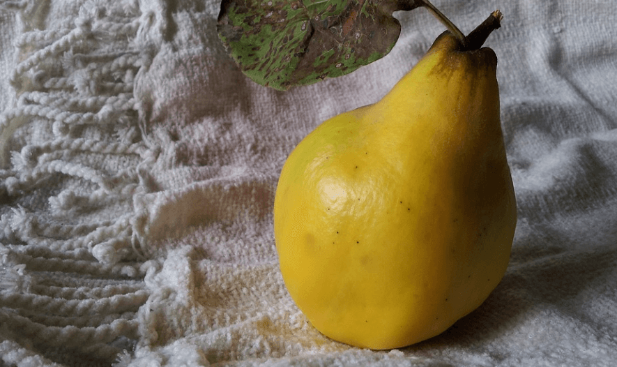 폐렴에 좋은 음식 모과