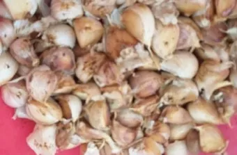 마늘 심는 시기 품종선택 비닐멀칭 웃거름 녹병 예방법_17