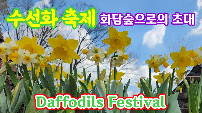 수선화 축제에 관한 그림