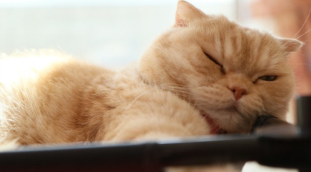 축 늘어져있는 고양이.