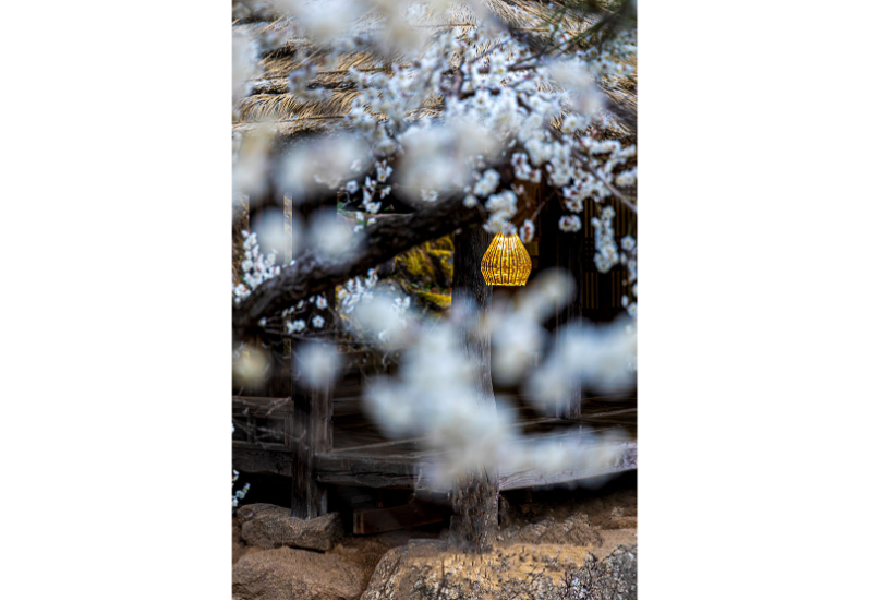 광양 매화 개화시기