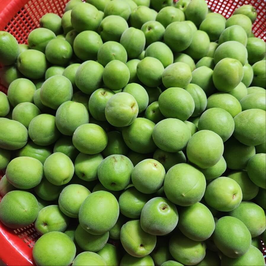 매실 꼭지 매실 씻기