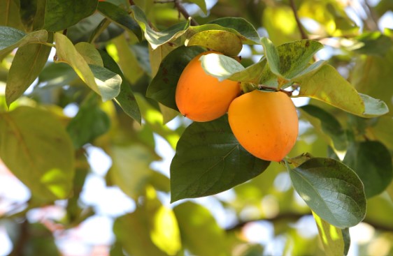 감잎차 효능 및 보관 방법