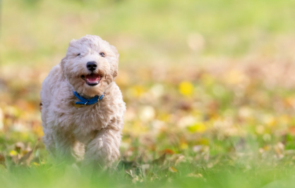 2025년 7월 개띠(생년별) 운세