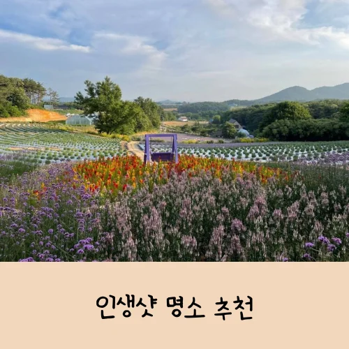 고창청농원 라벤더 축제
