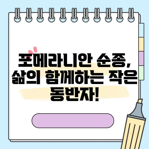 포메라니안 순종, 삶의 함께하는 작은 동반자!