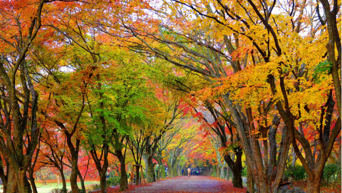 내장산 단풍 시즌, 천년 고찰과 함께하는 힐링 여행