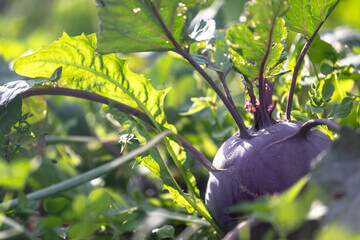 콜라비 효능&amp;#44; 양배추와 순무가 합쳐진 채소라고 알려져 있습니다. 