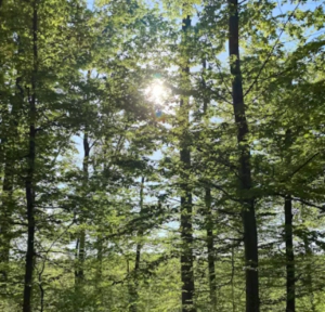 식목일 공휴일 폐지 부활 변천사 그 이유