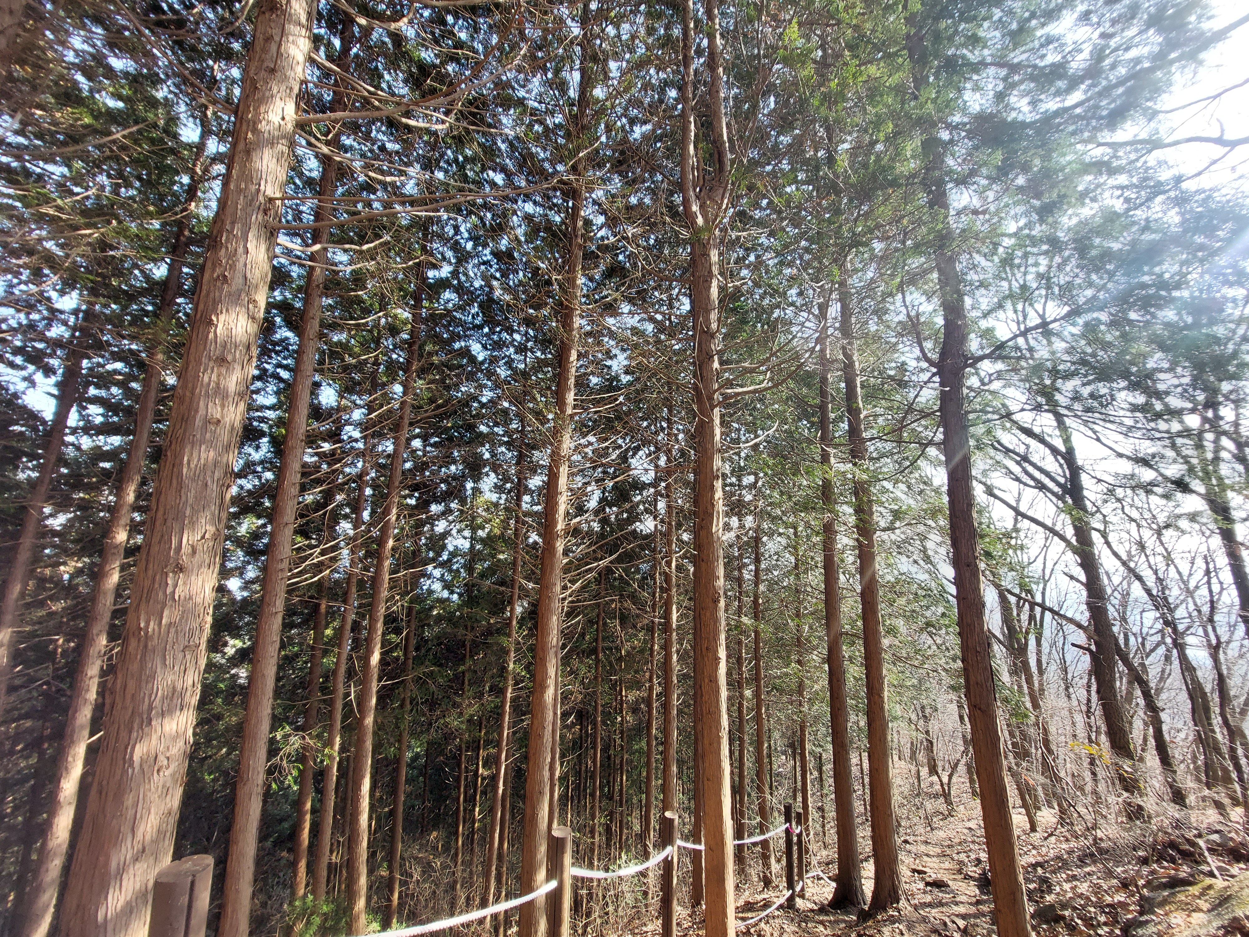 축령산